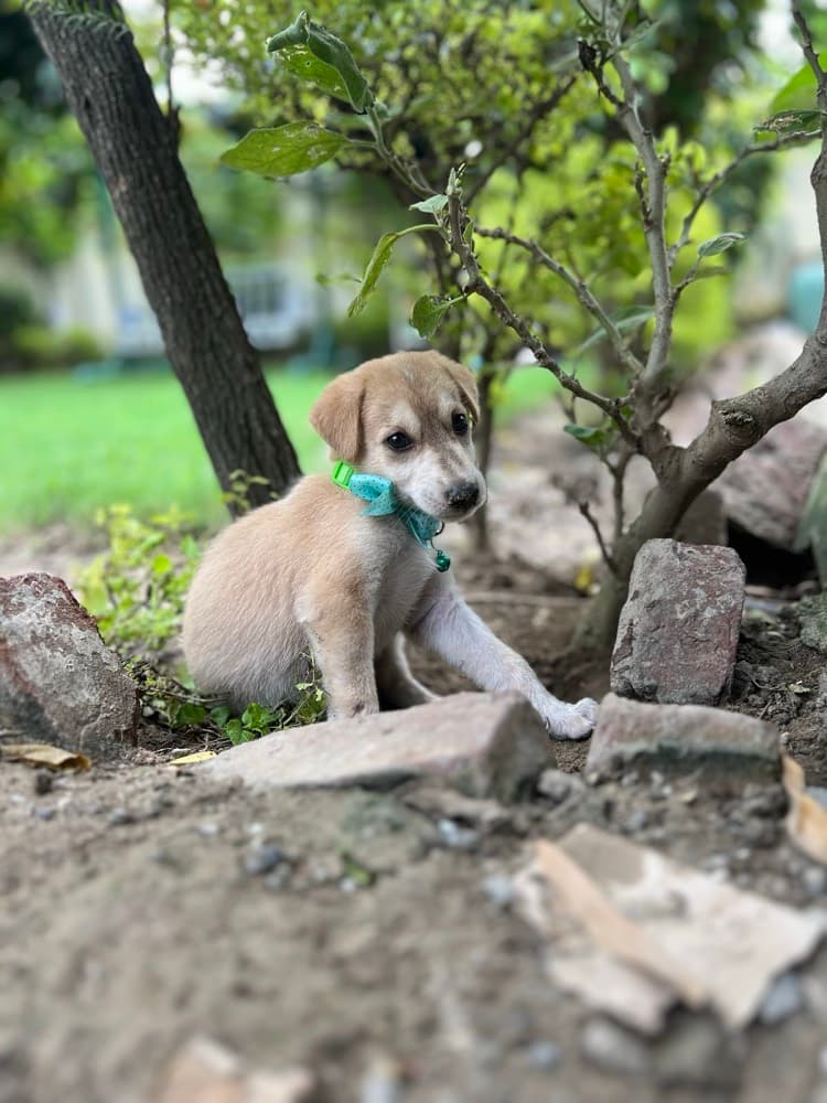 Little Sanctuary Puppy