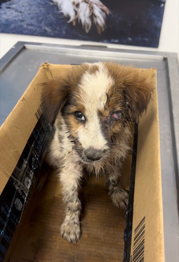 Emergency Eye Trauma Rescue