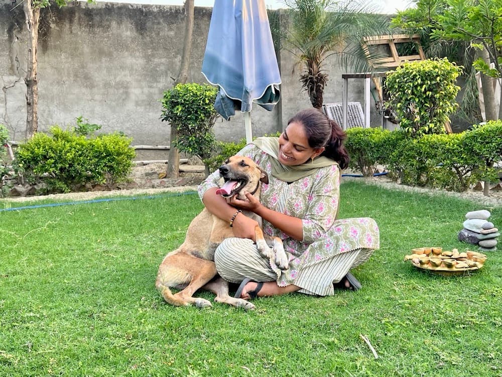Rescued Indian Desi Dog at Chhaya Foundation Sanctuary