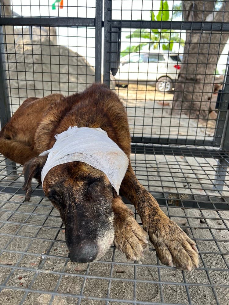 What to Do When You Find an Injured Animal on the Street: A Complete First-Aid Guide