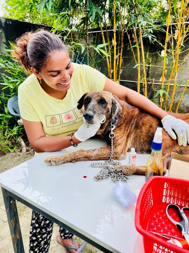The Power of ABC: Why Sterilization is the Only Humane Solution for Stray Dog Welfare