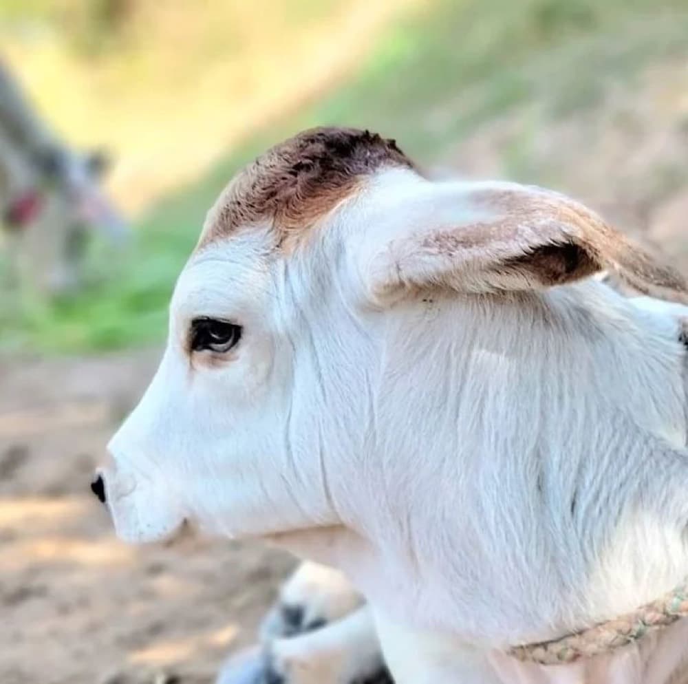 Nandi