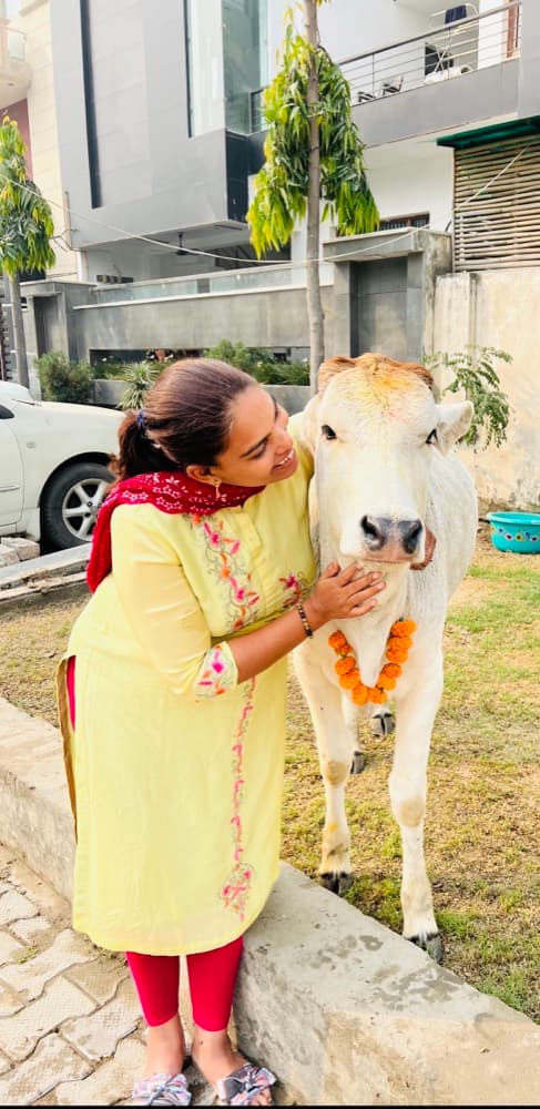 Rescued Cow