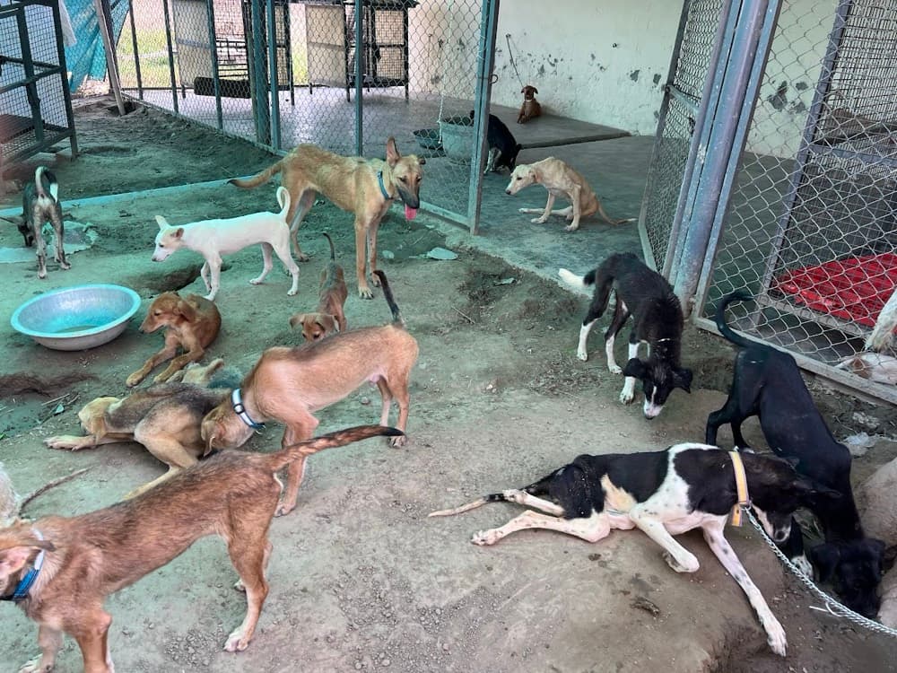Shelter play yard